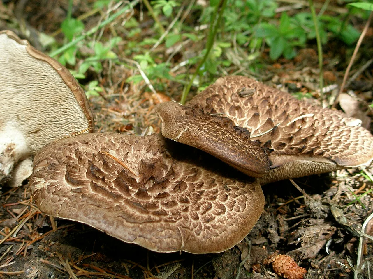Sarcodon