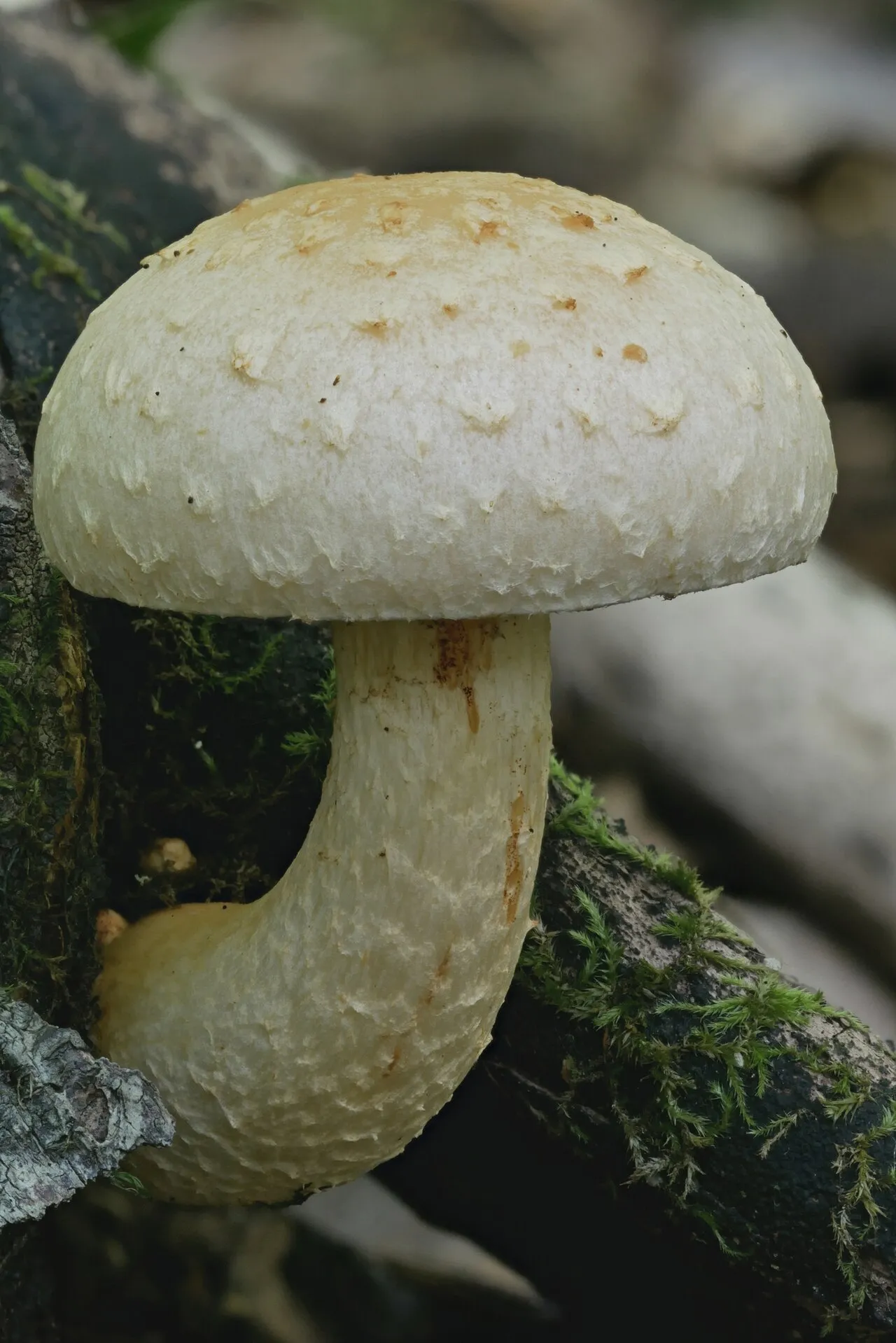 Pholiota heteroclita