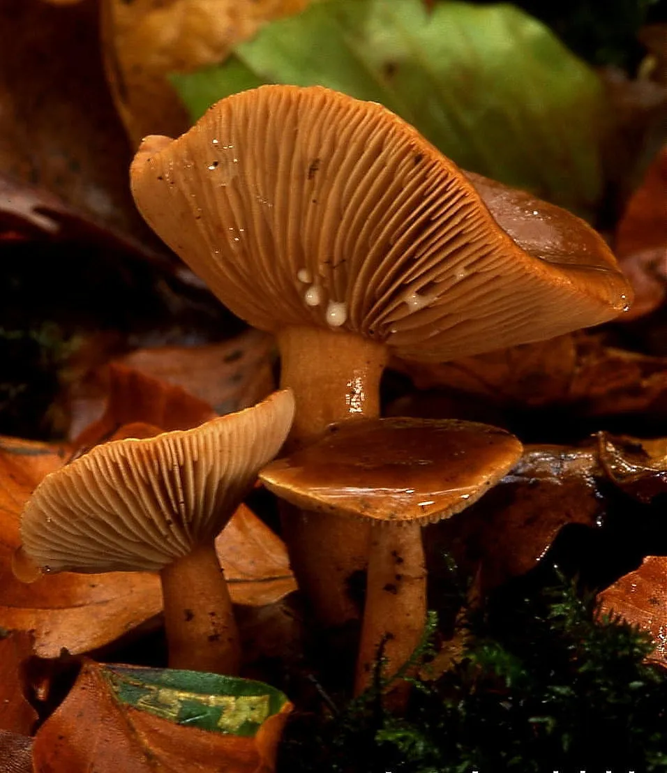 Lactarius subdulcis