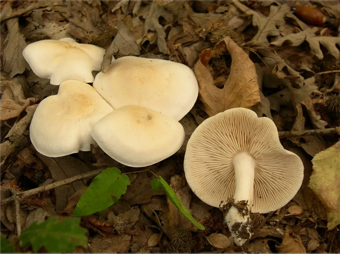 Gąska biaława