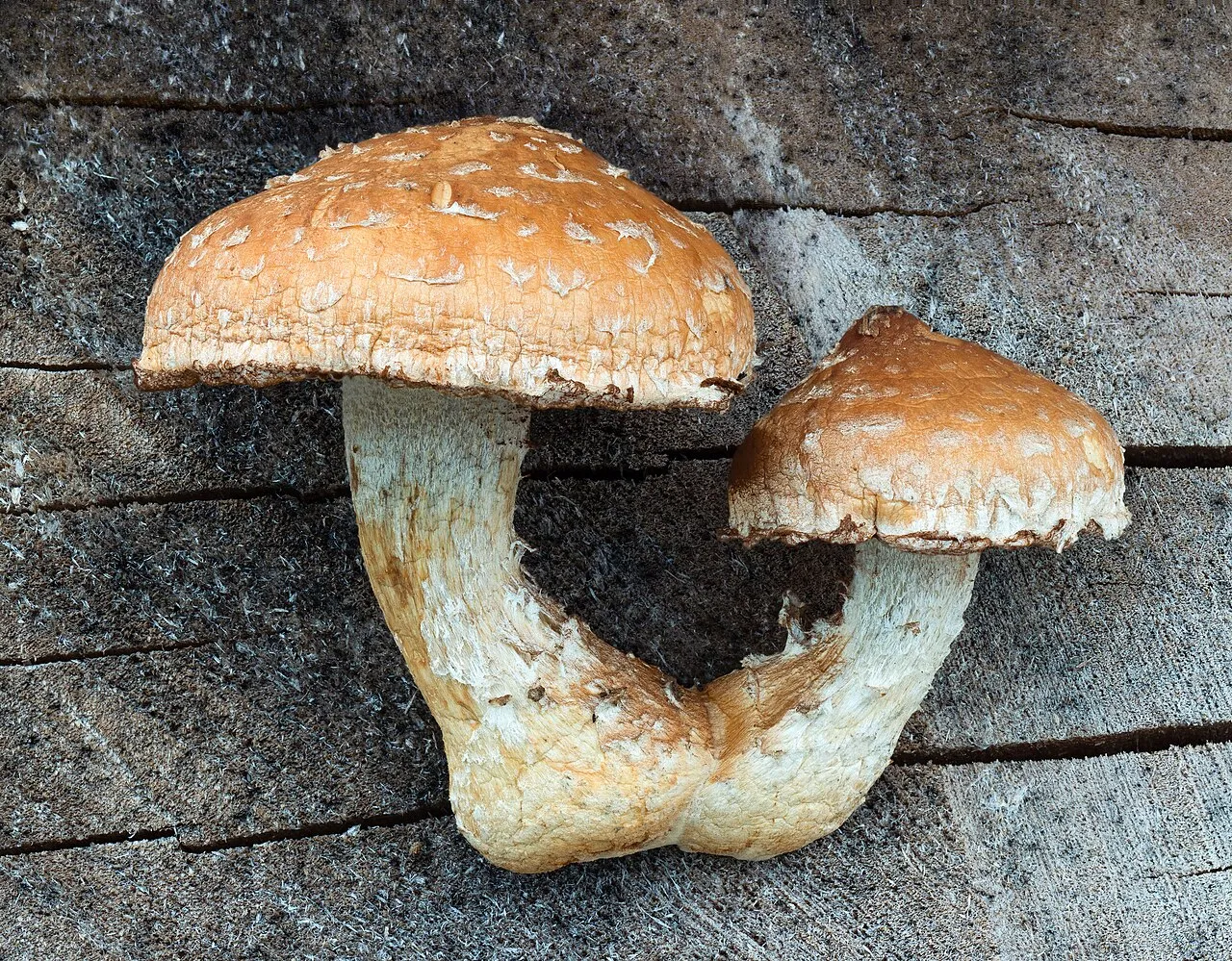 Hemipholiota