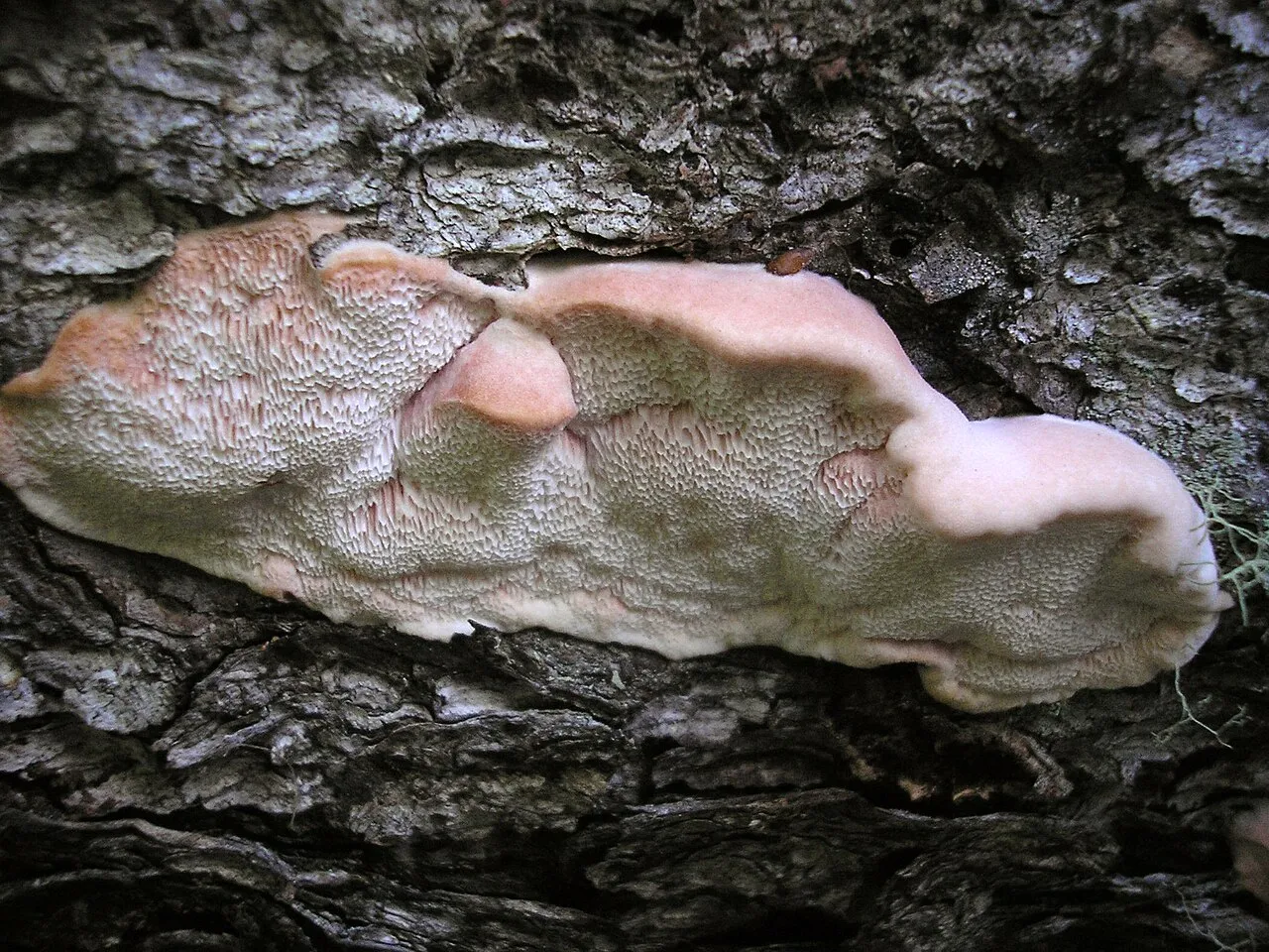 Małoporek miękki