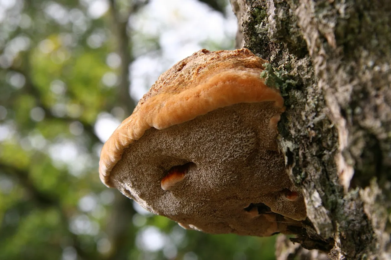 Inocutis
