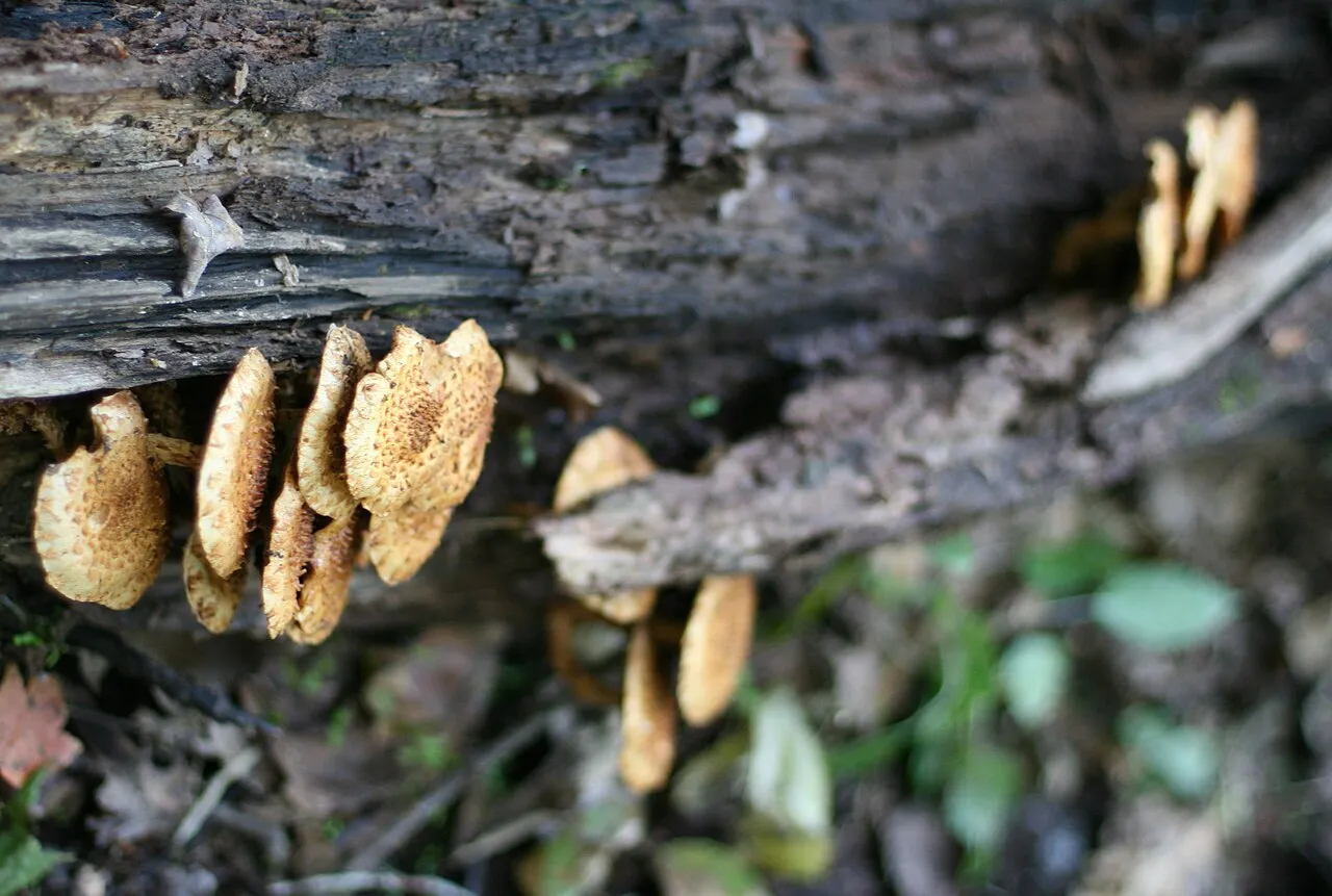 Łuskwiak tłustawy