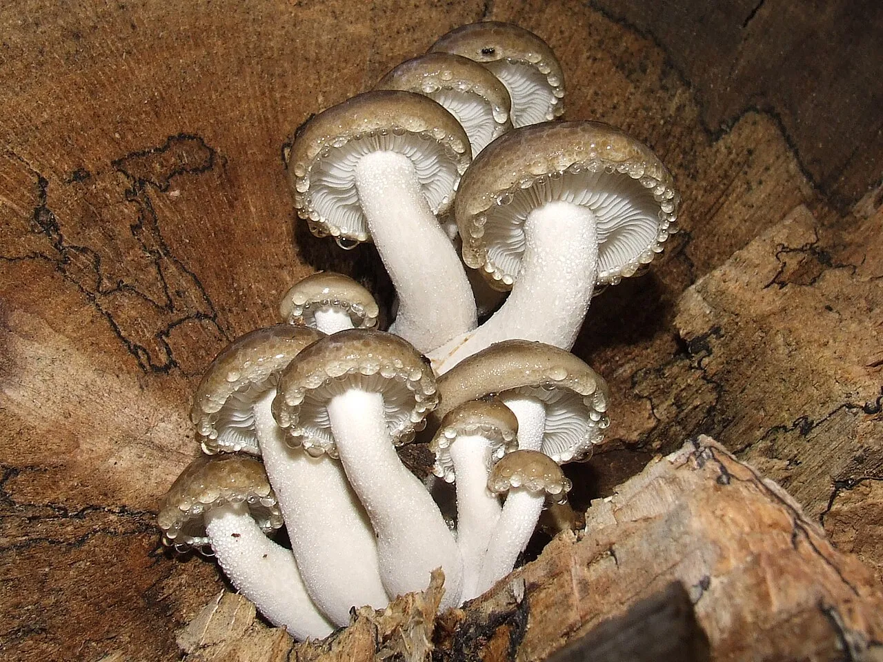 Hypsizygus
