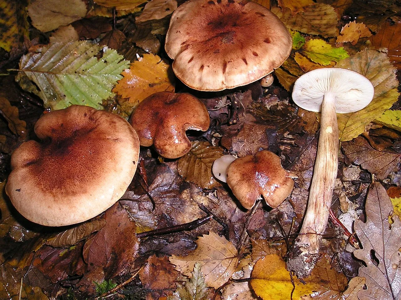 Gąska żółtobrunatna