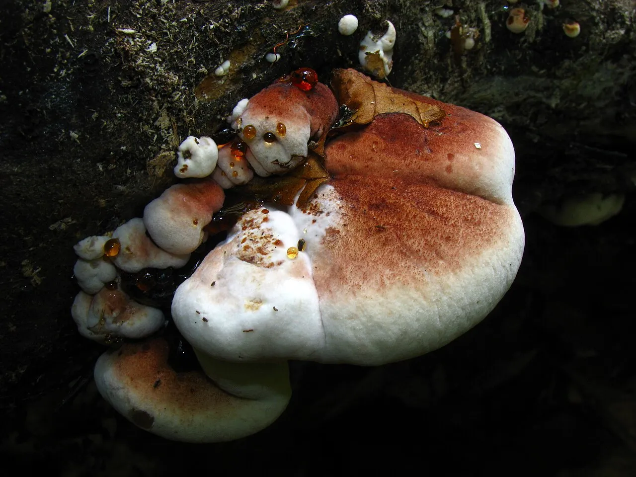 Ischnoderma