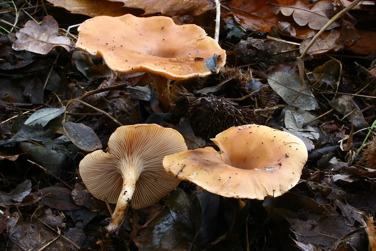 Paralepista