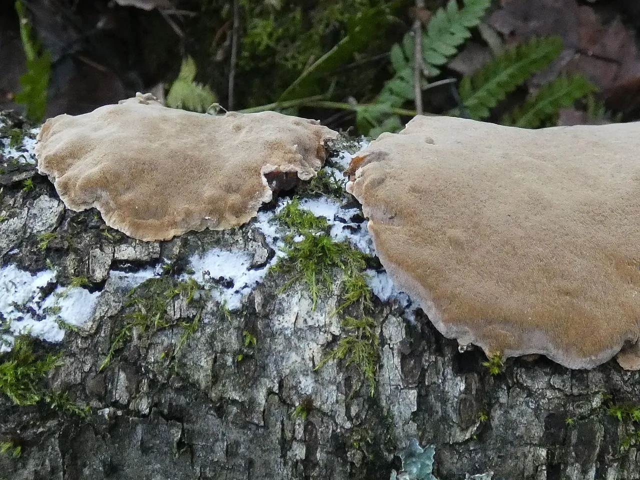 Phellinus laevigatus