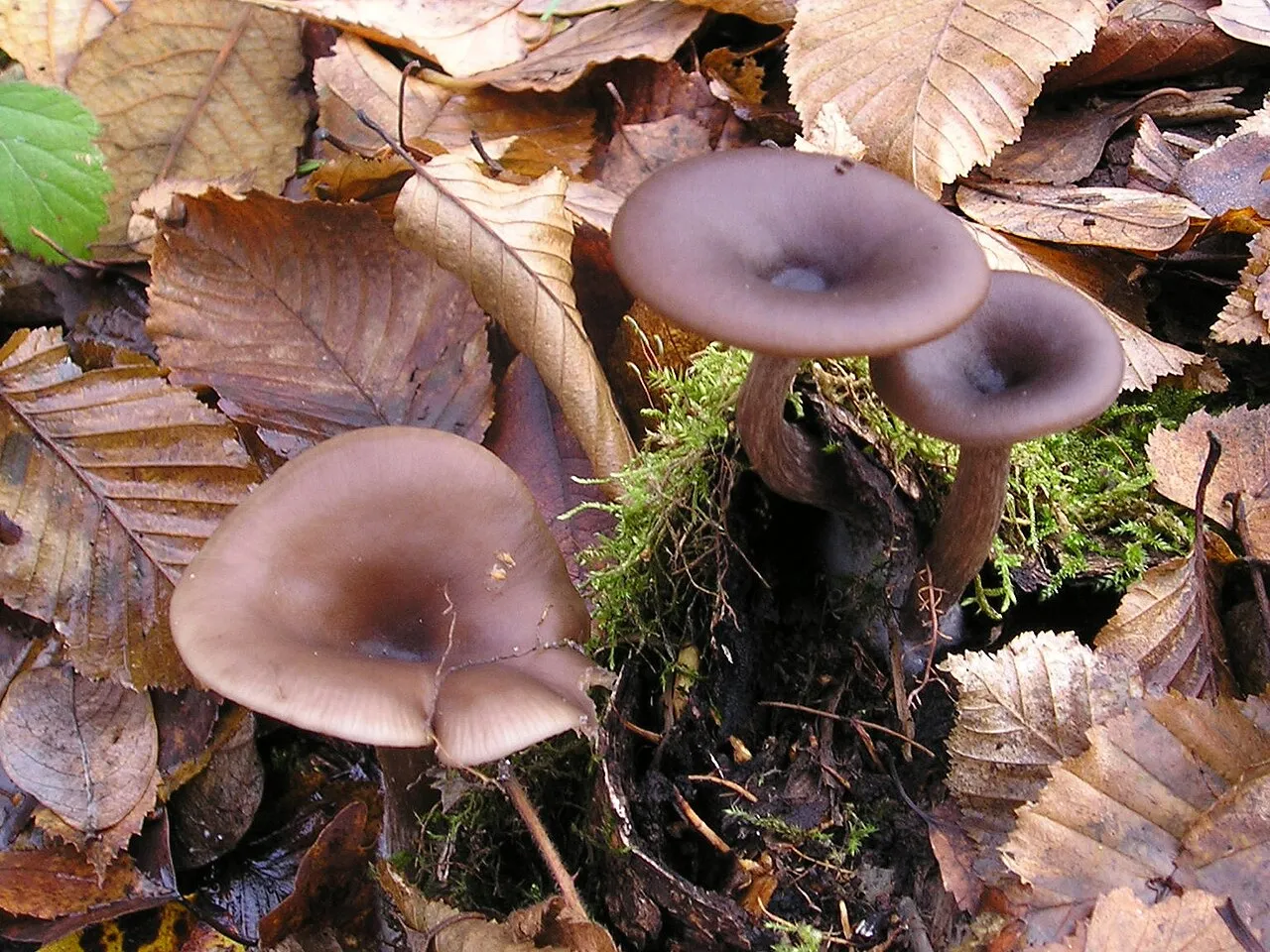 Pseudoclitocybe