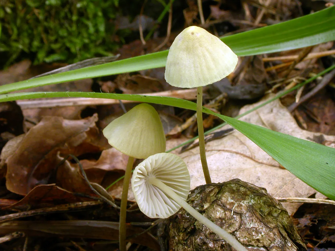 Grzybówka cytrynowoostrzowa