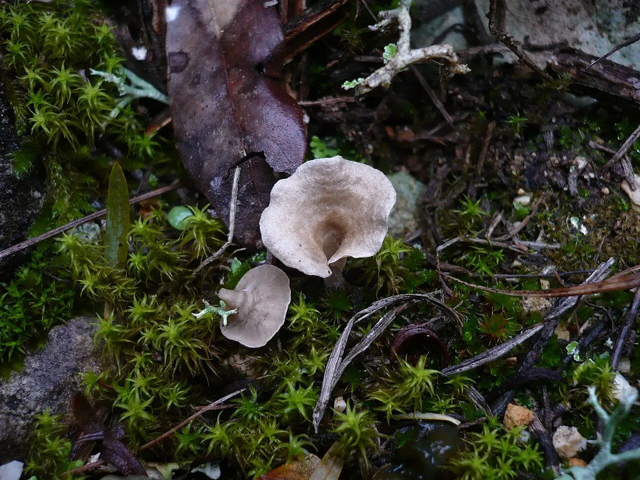 Arrhenia