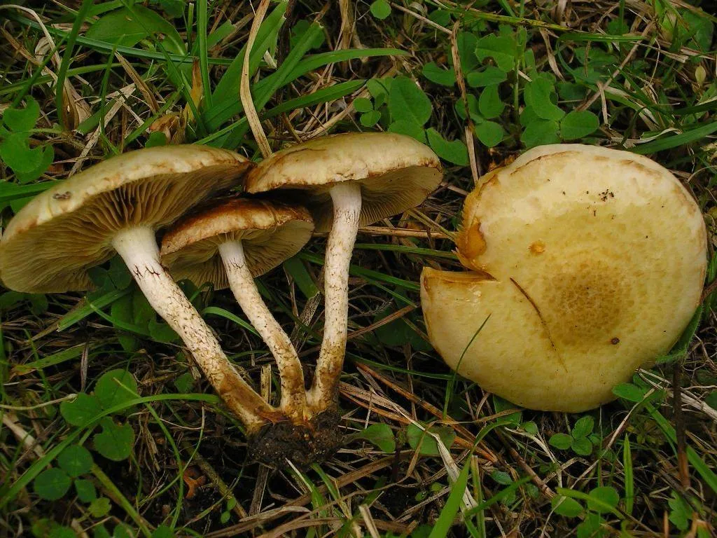 łuskwiak słomkowy