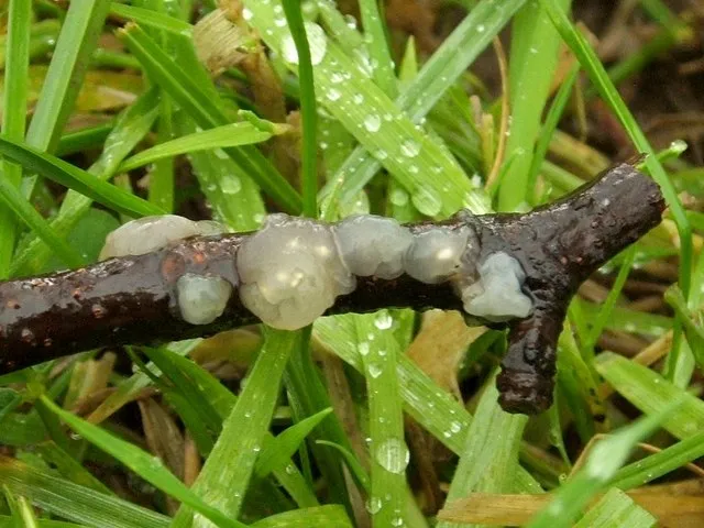 Myxarium