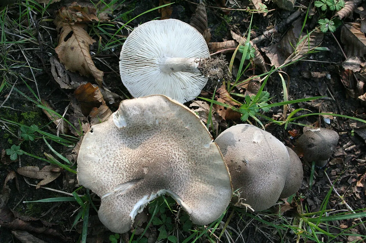 Gąska żółknąca