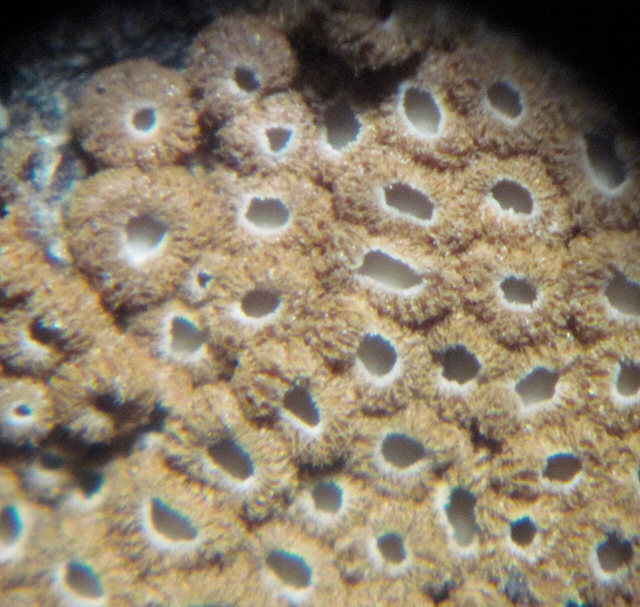 Merismodes