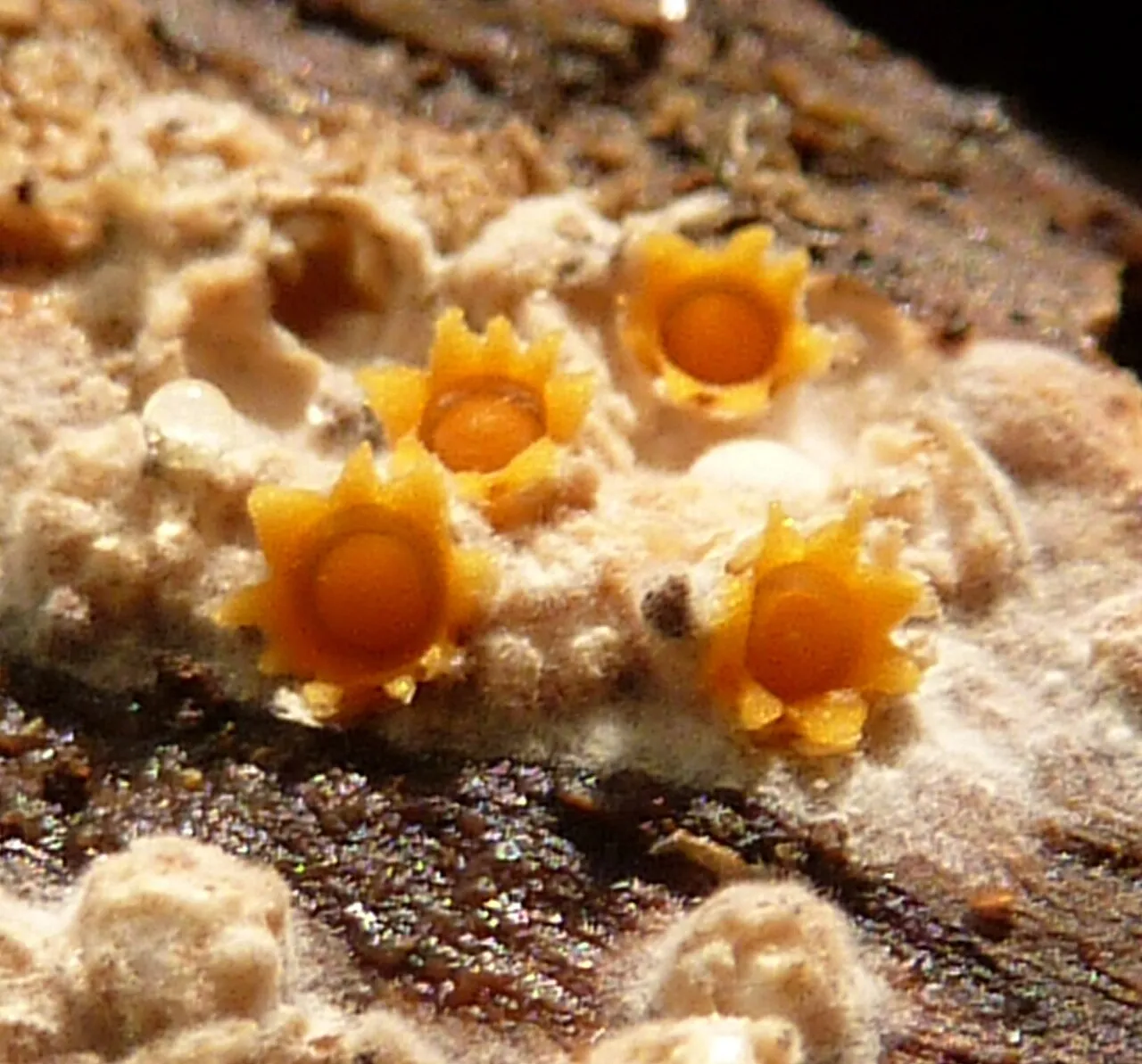 Sphaerobolus