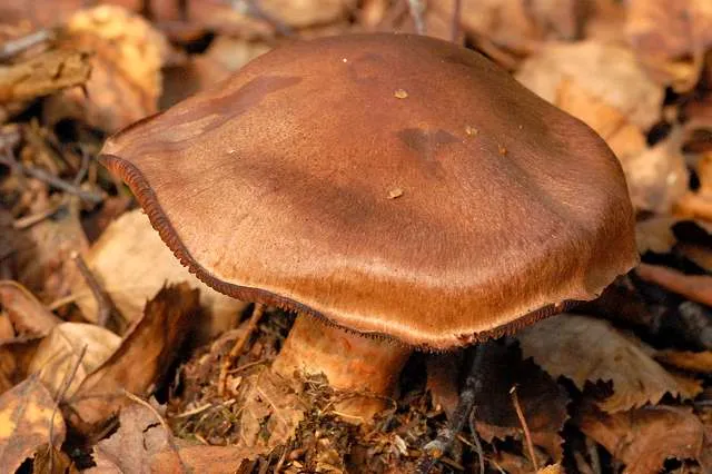 Zasłonak cynamonowy