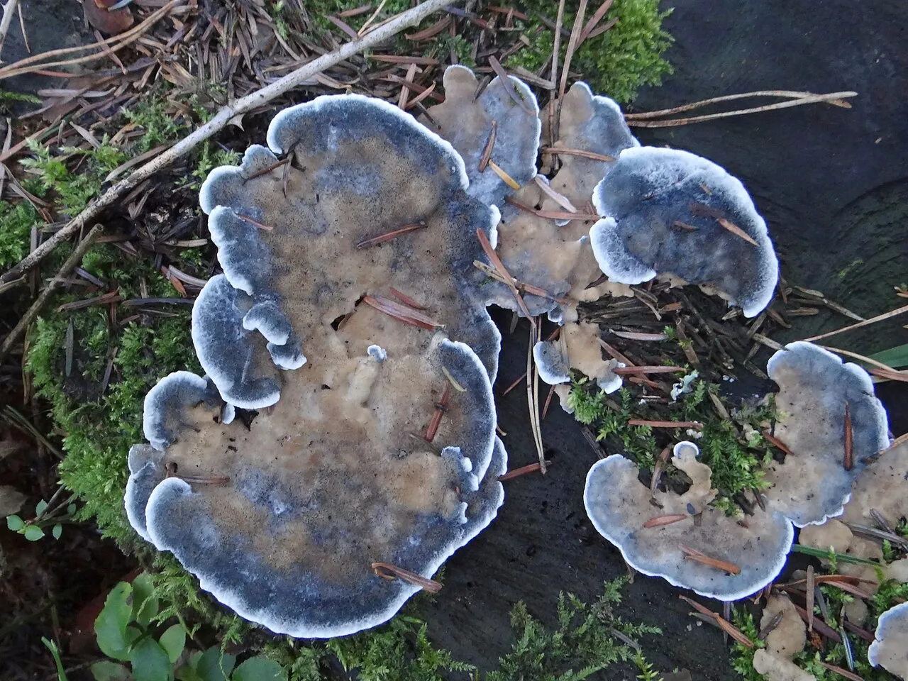 Cyanosporus