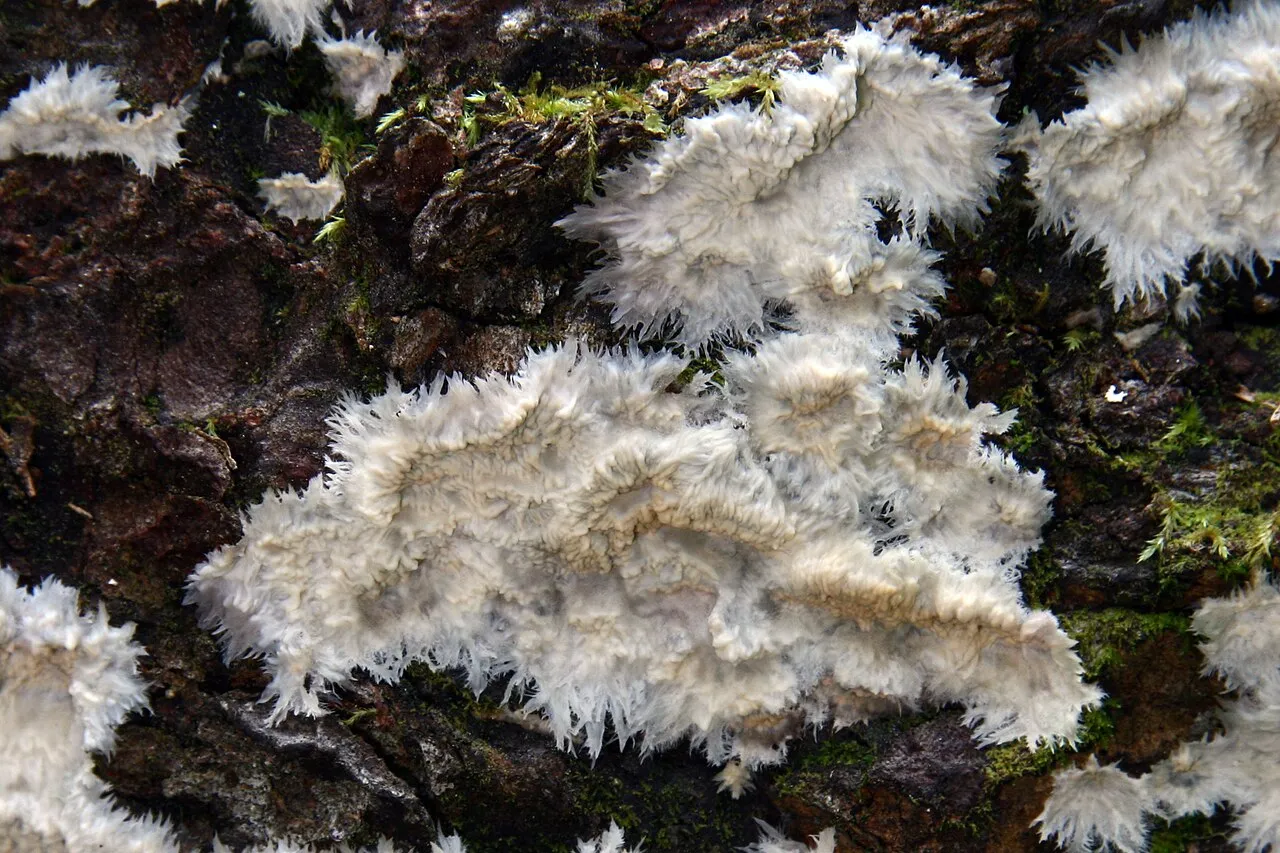 Phlebia centrifuga