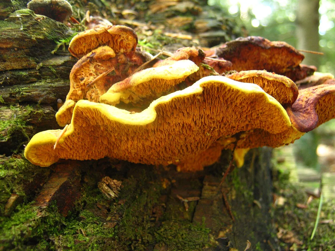 Pseudomerulius aureus