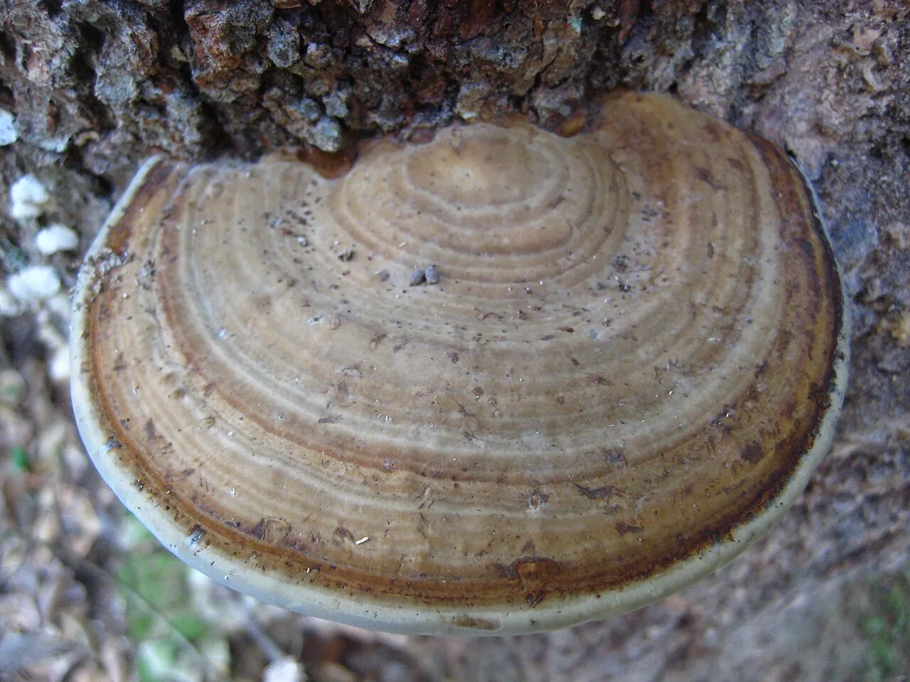 Fomes fasciatus
