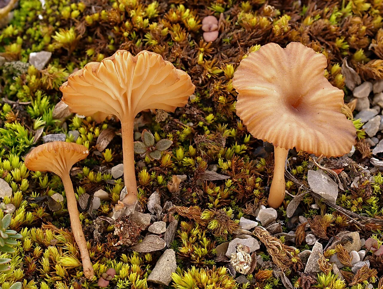 Omphalina