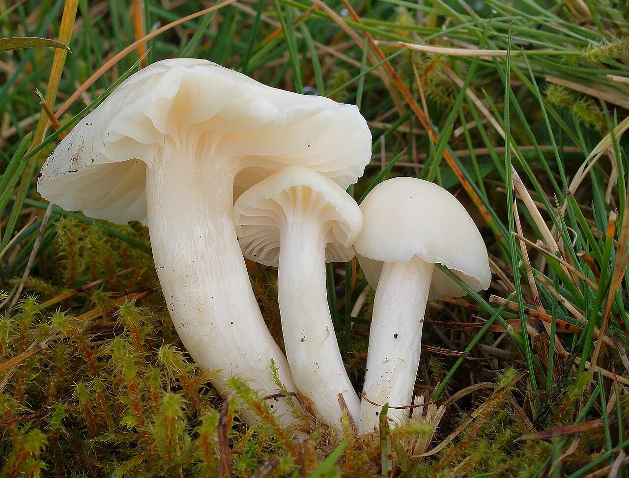 Cuphophyllus