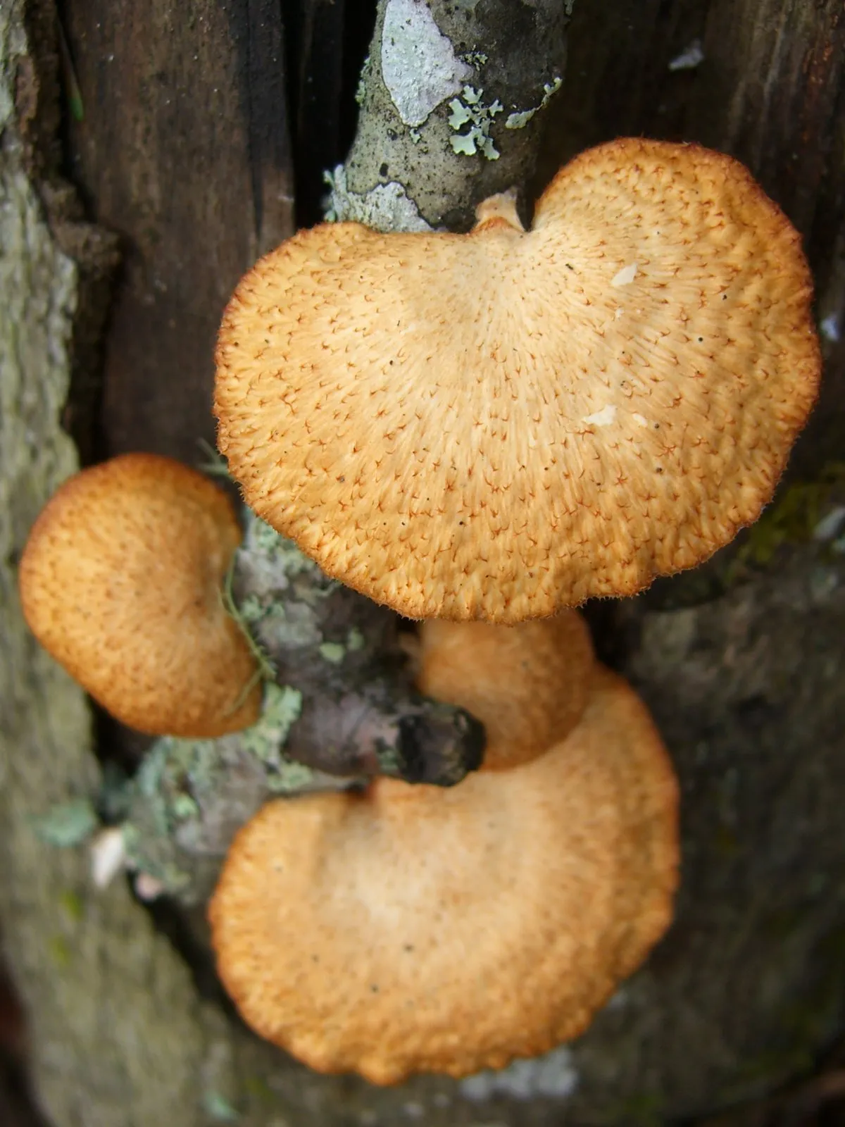 Neofavolus