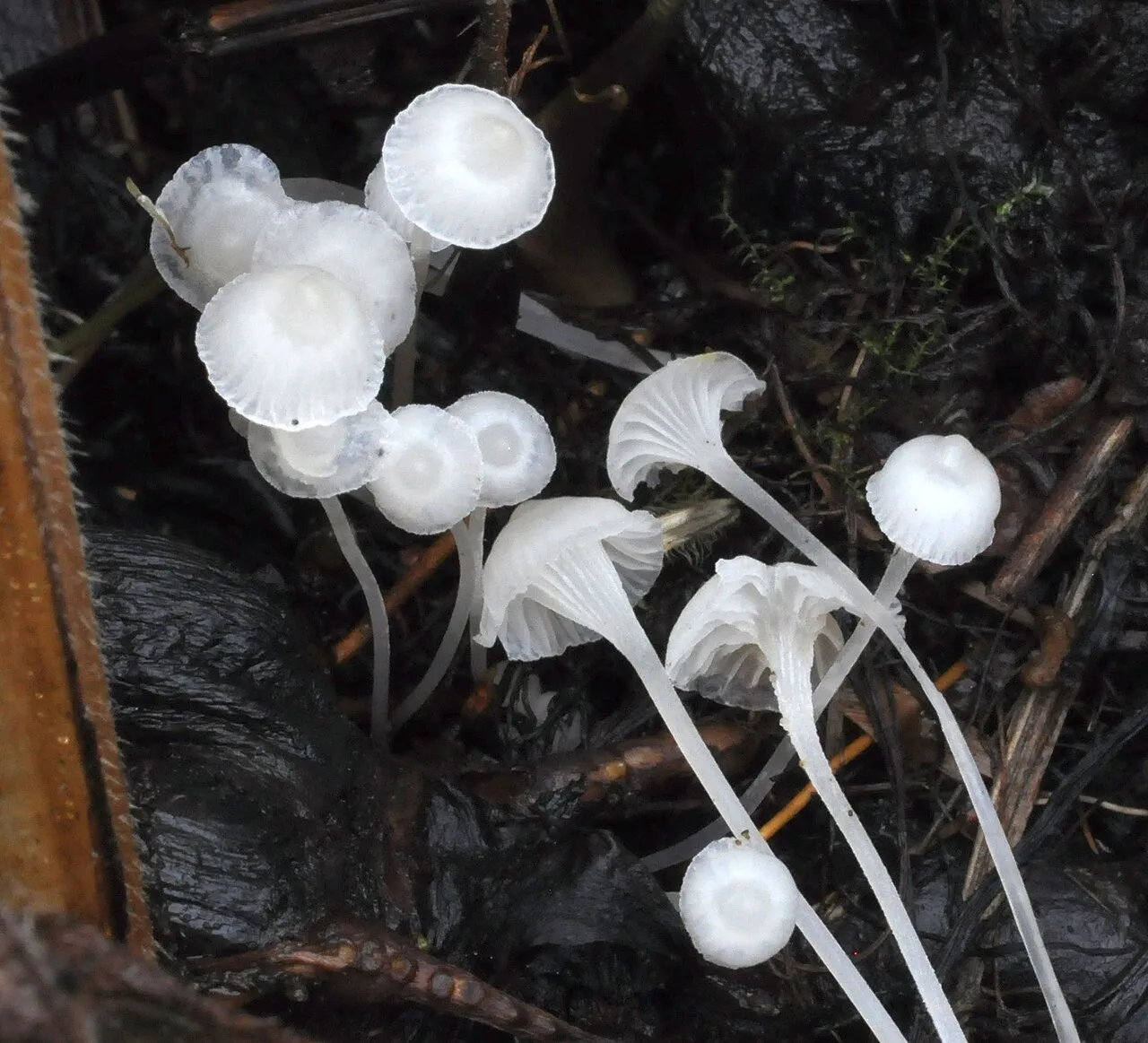 Hemimycena candida