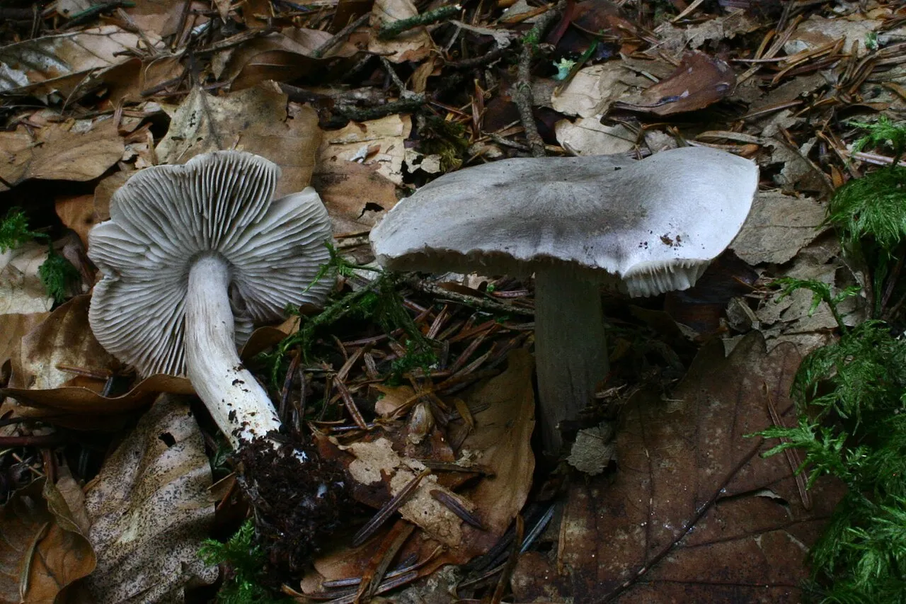 gąska ostra