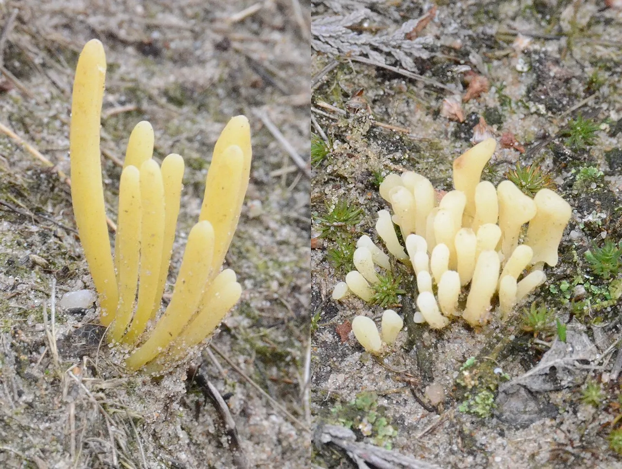 Clavaria