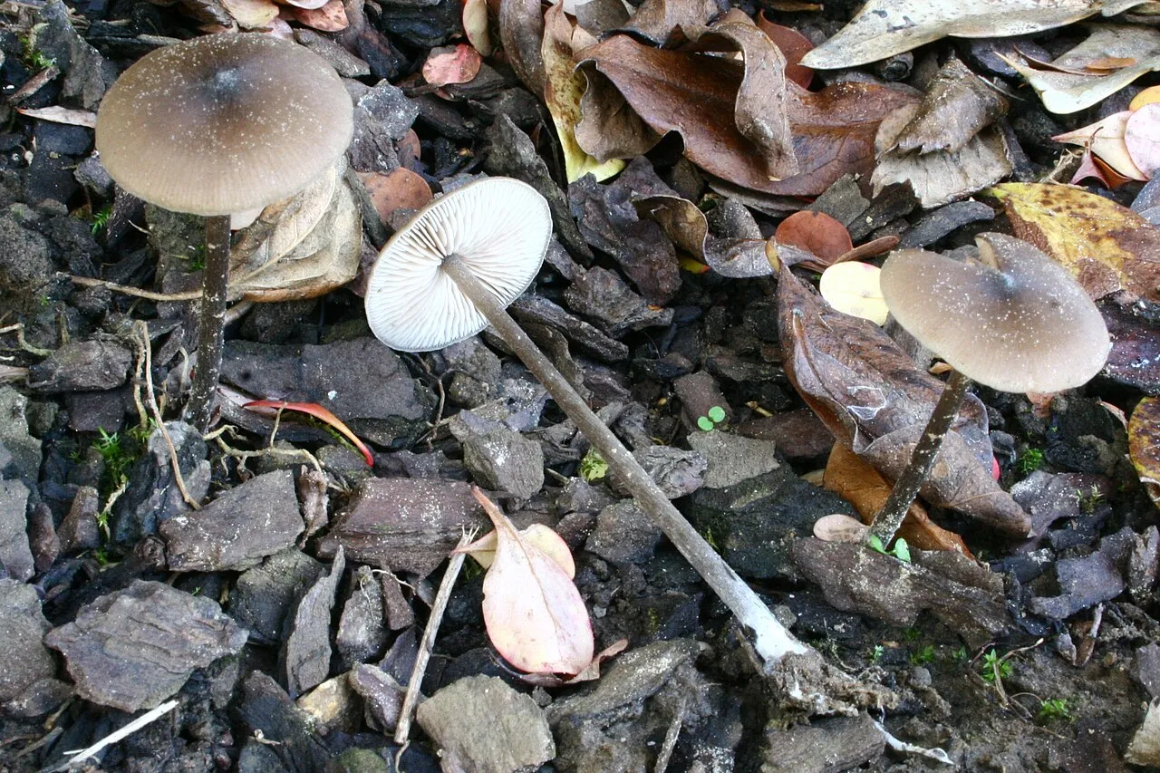 Entoloma sericeum