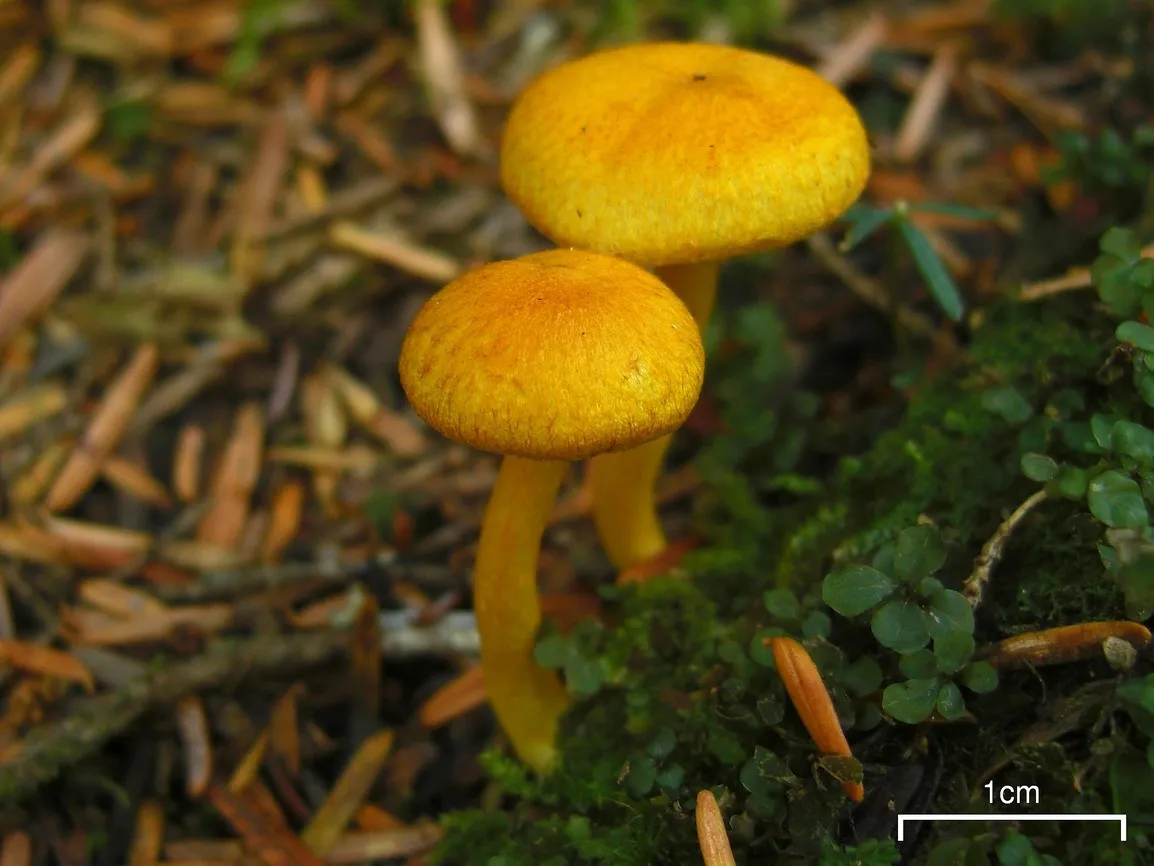 Tricholomopsis sulfureoides