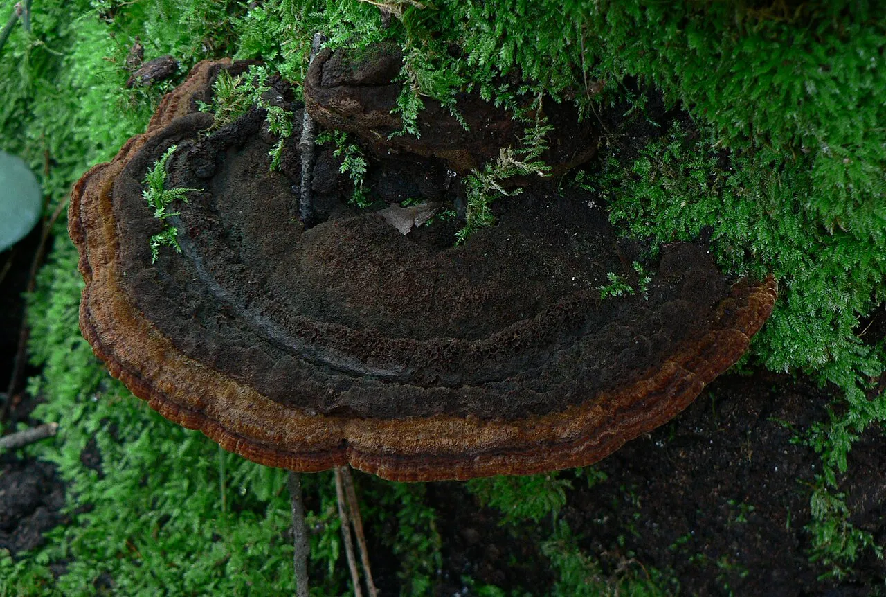 Rdzawoporka kosmata
