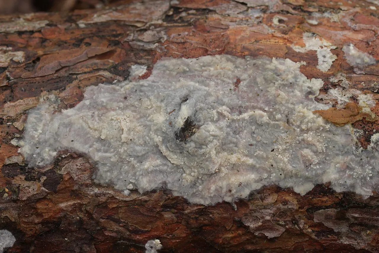 Phlebiopsis