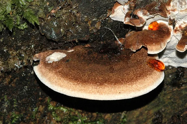 Ischnoderma benzoinum