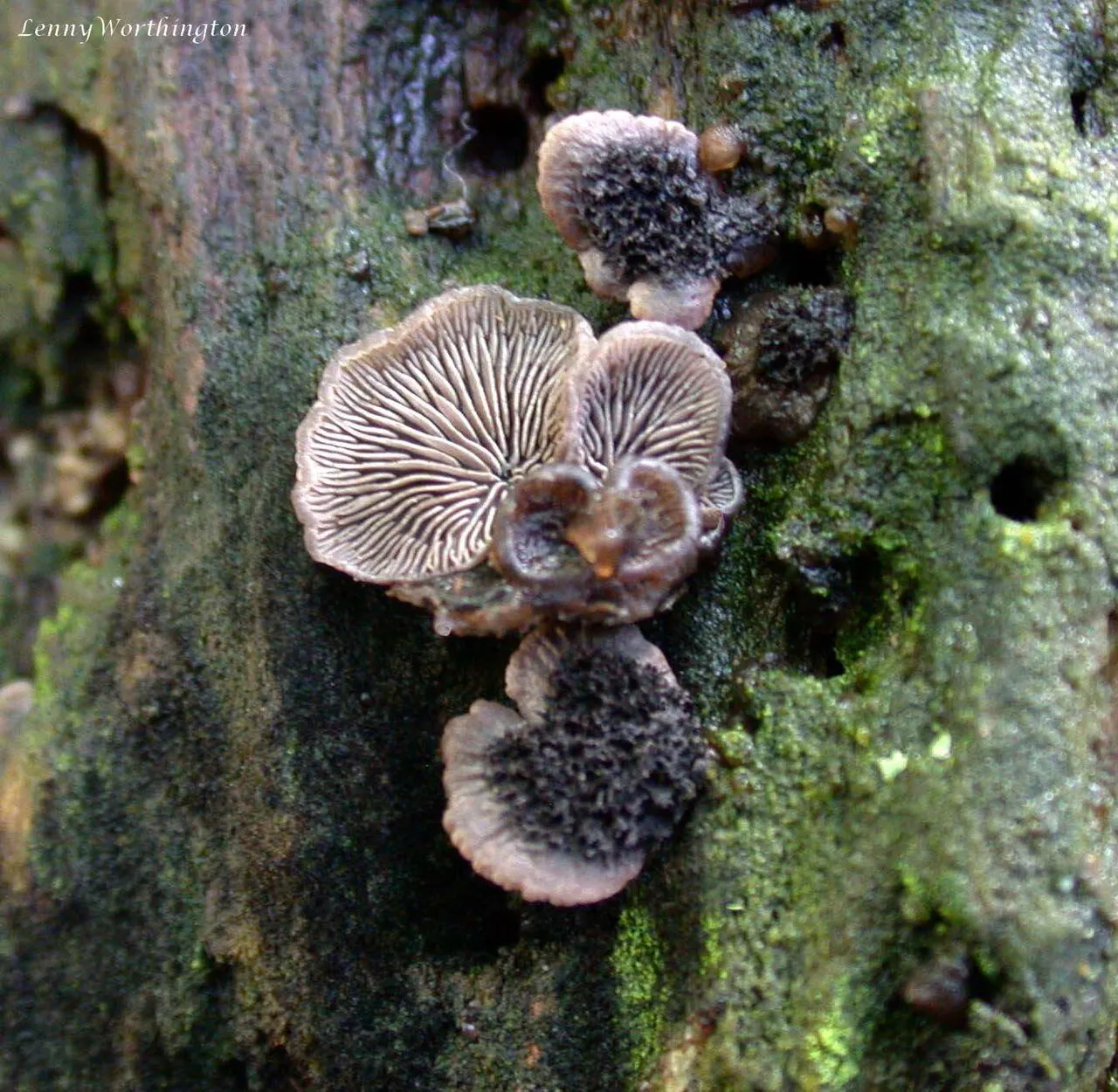 Resupinatus trichotis