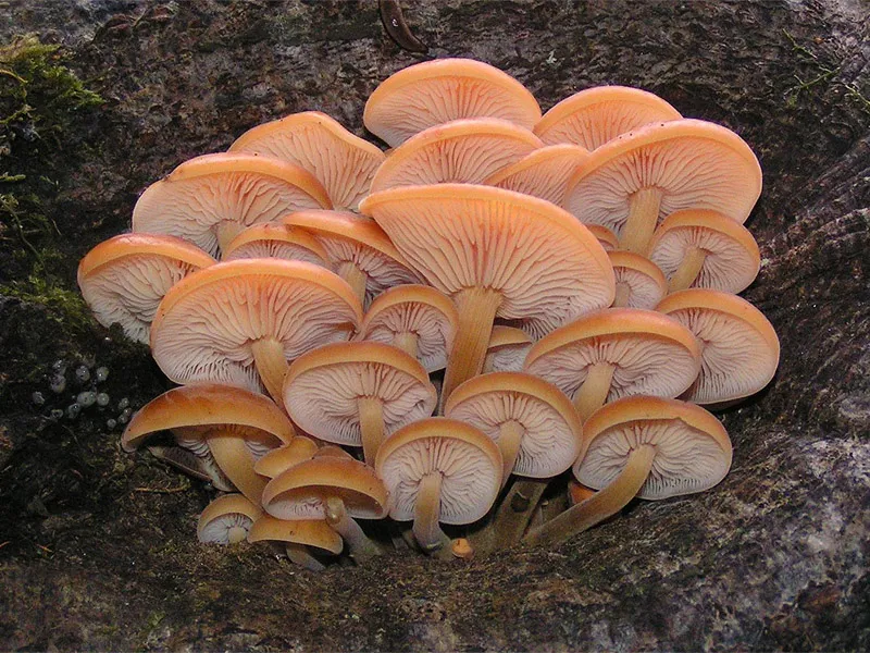 Płomiennica zimowa
