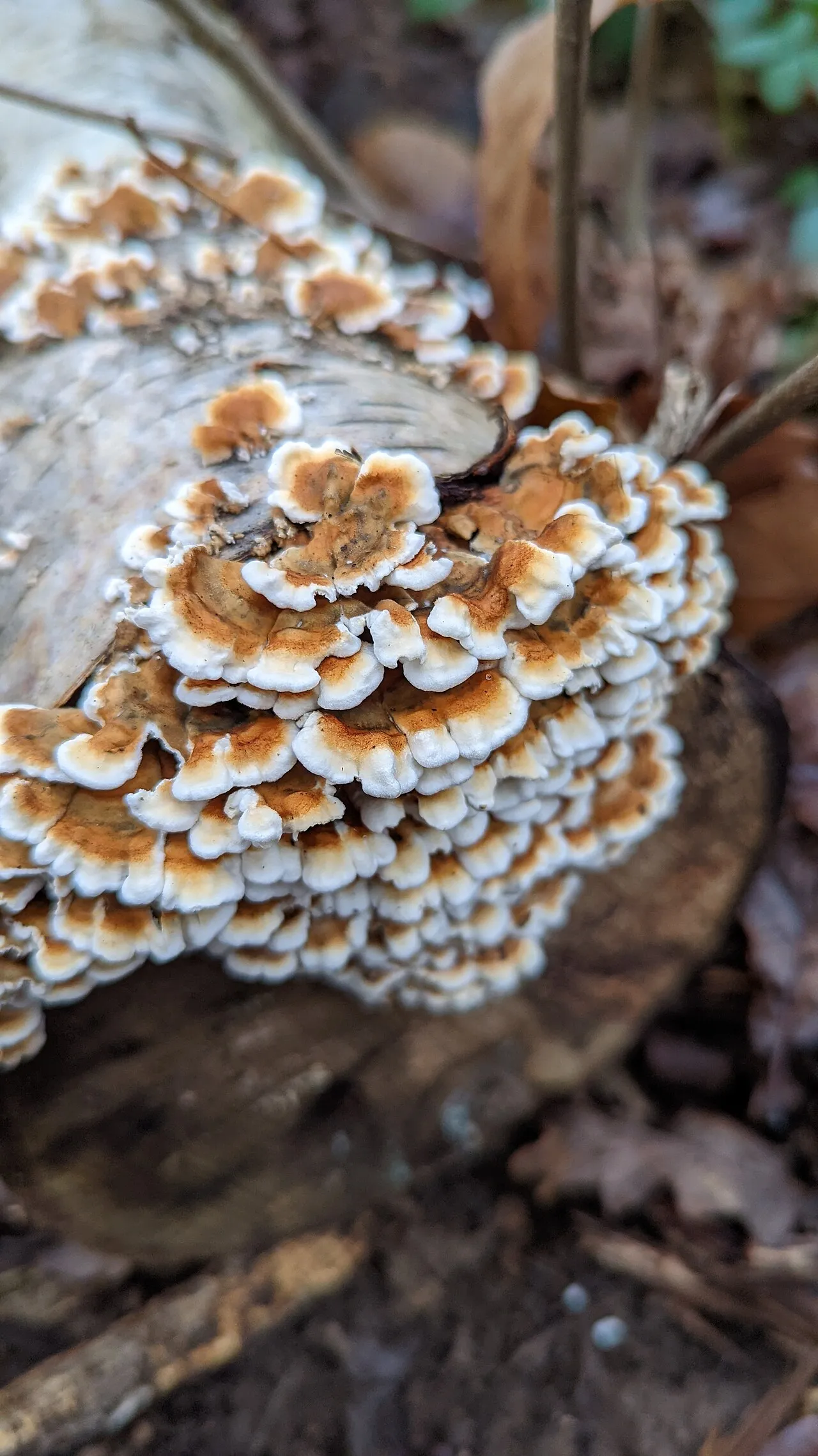 Plicatura crispa