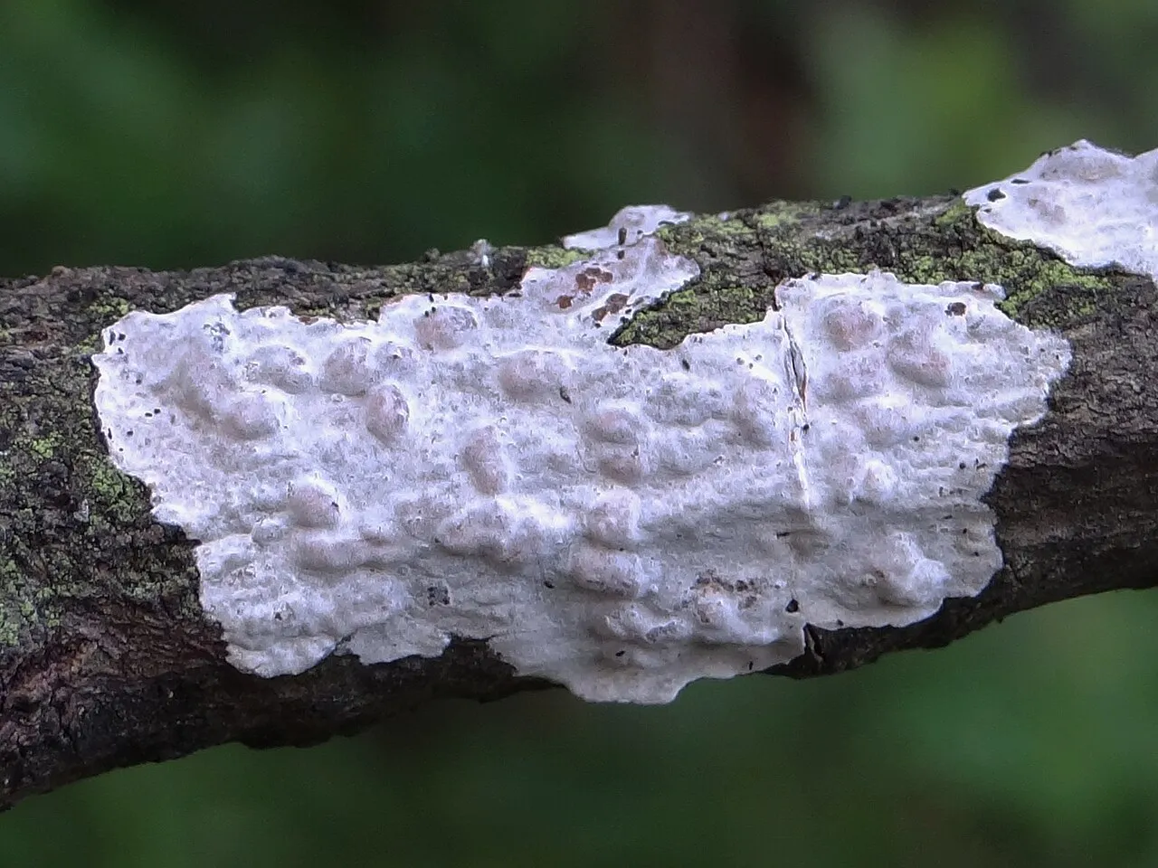 Exidiopsis