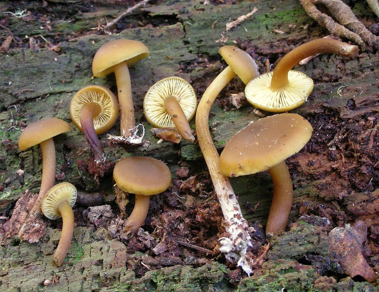 Callistosporium
