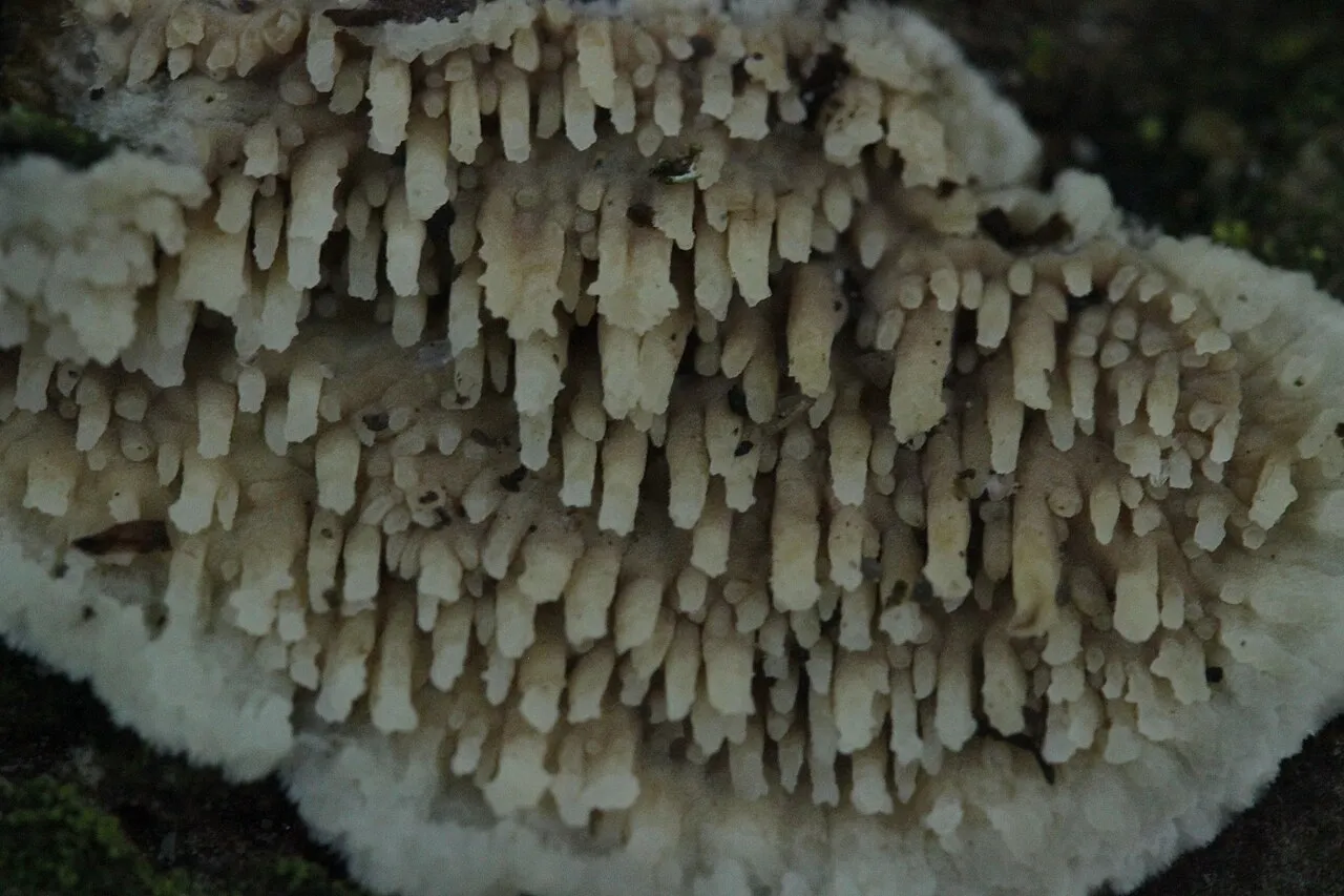 Radulomyces