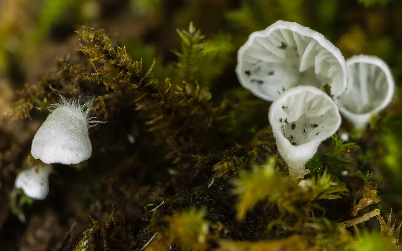 Rimbachia bryophila