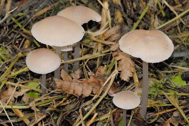 Mycena vitilis