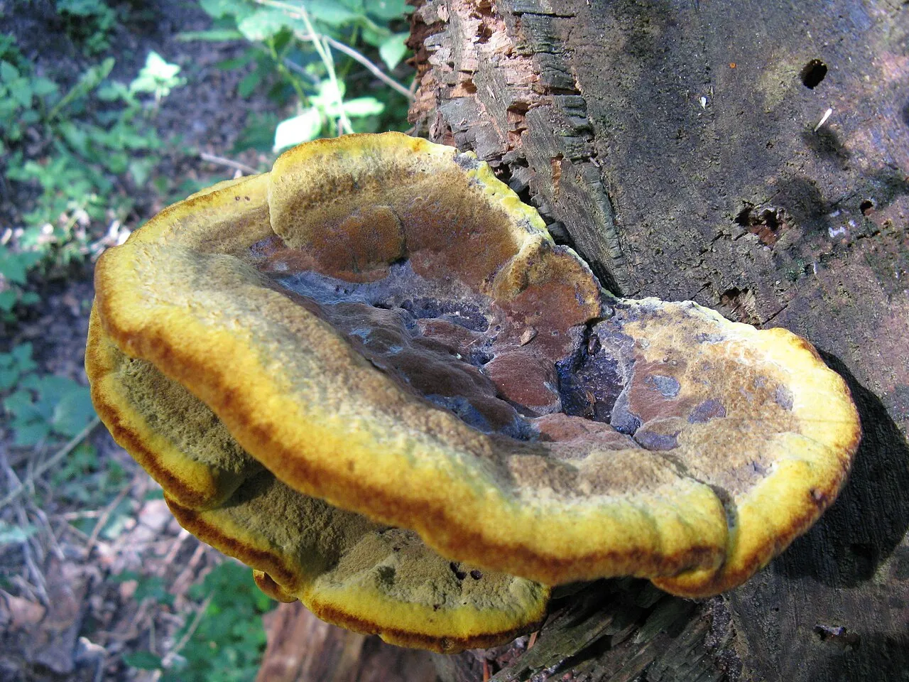 Phaeolus