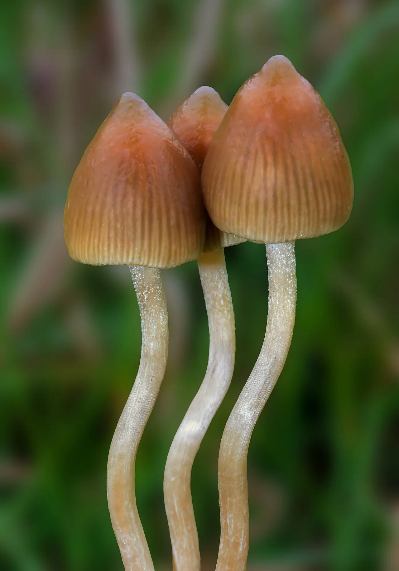Psilocybe
