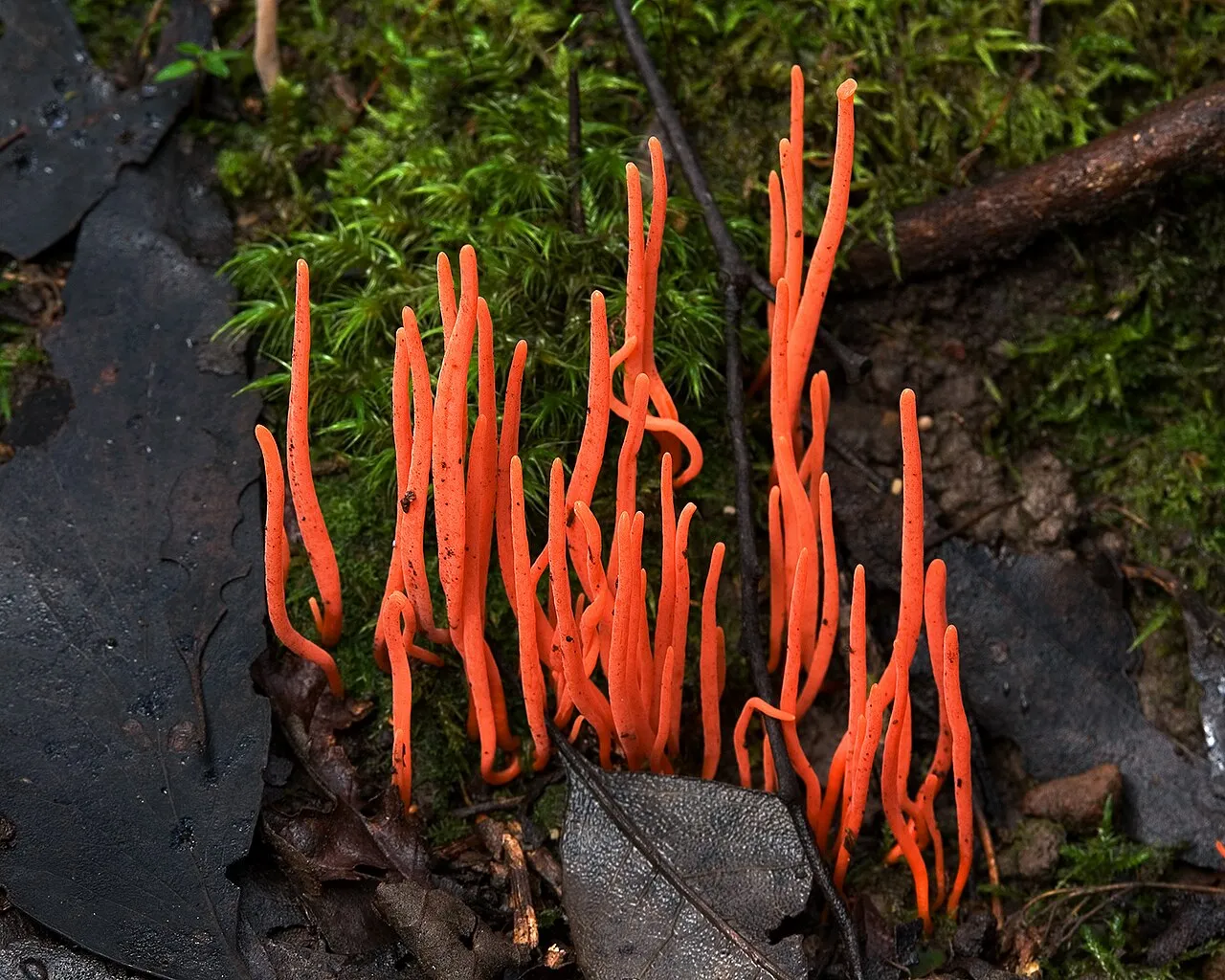 Clavulinopsis
