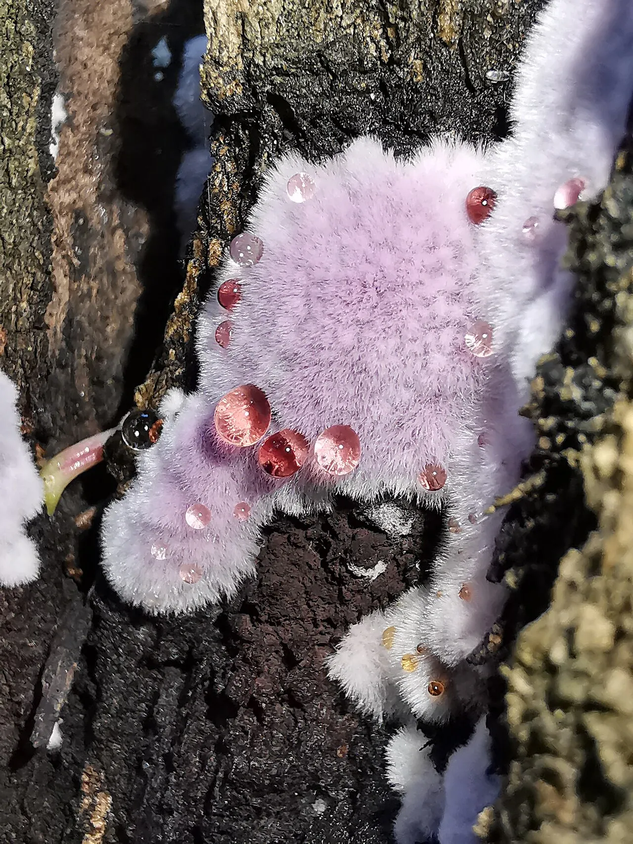 Punctularia atropurpurascens
