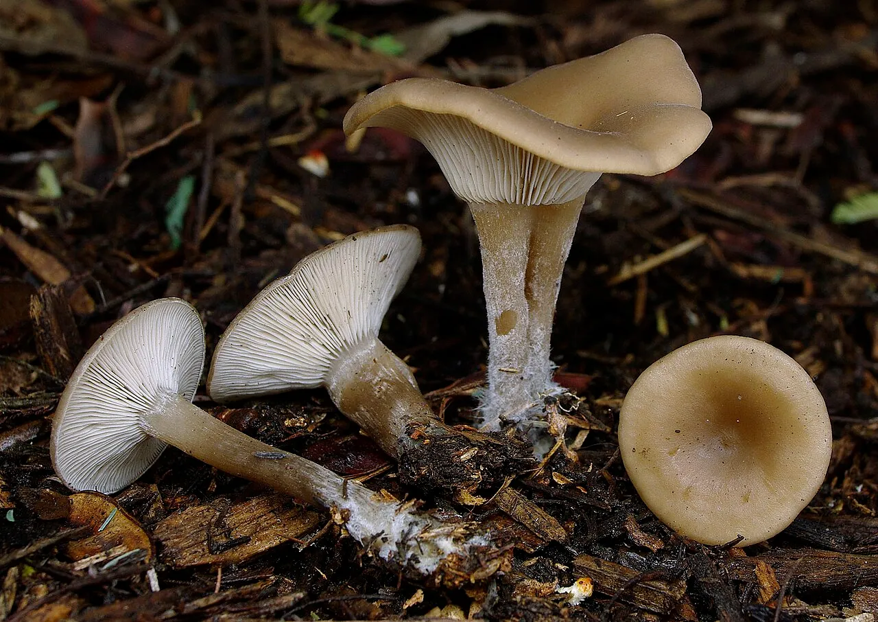 Singerocybe clitocyboides